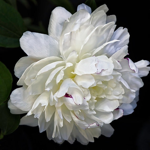 White Peony black background 14019 fine art flower