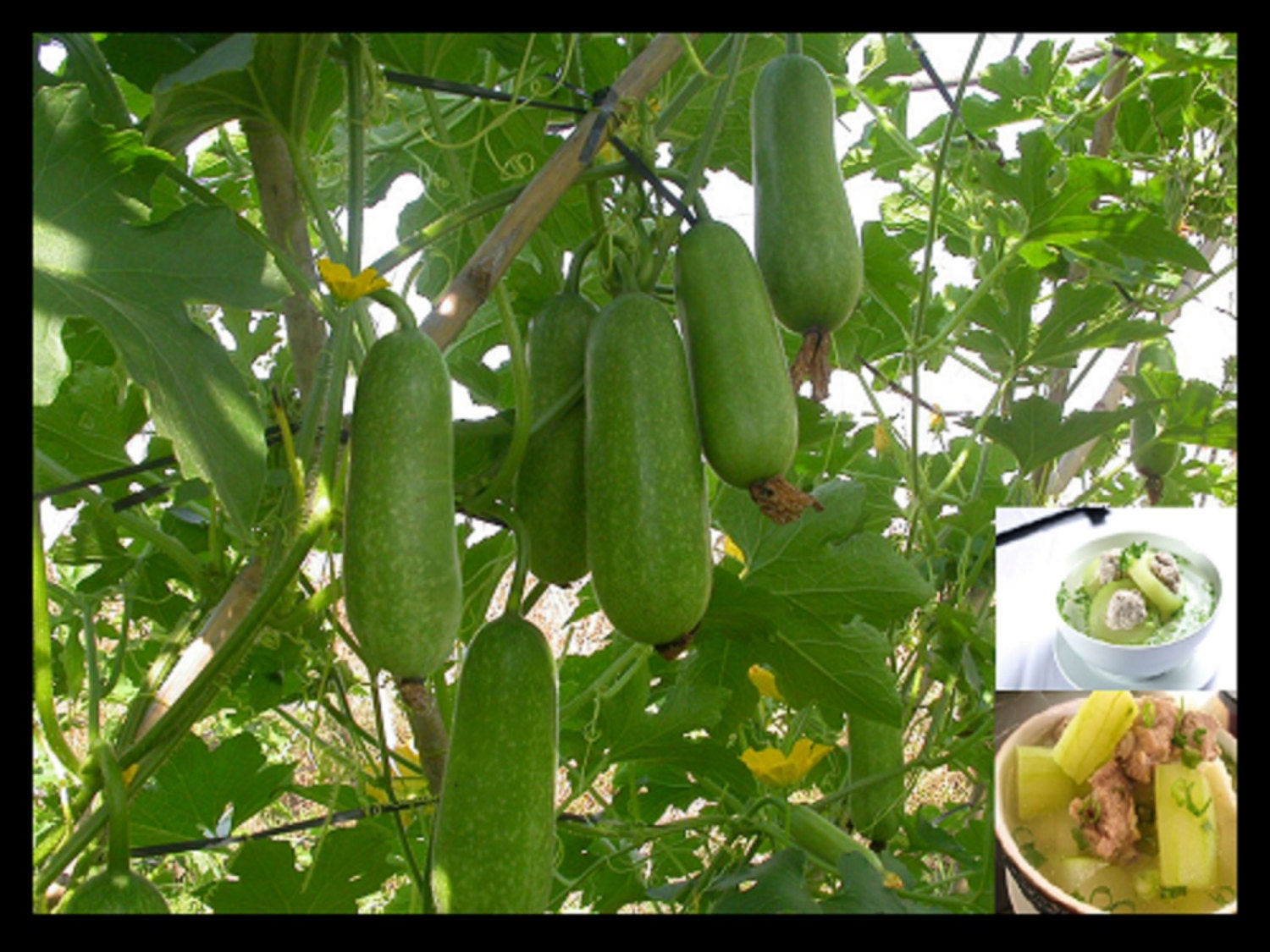 50 Hairy Gourd Seedswinter Melonfuzzy Chinese Squash Mao