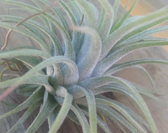 Tillandsia Ionantha Rubra Air plant