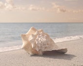 Beach Photography Pink Conch Shell Florida Atlantic Sea shore Wall art Beach Photography Pink Conch Shell Florida Atlantic Sea shore Wall art