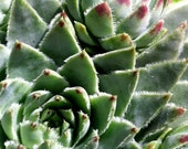 Succulents - Photo Magnet