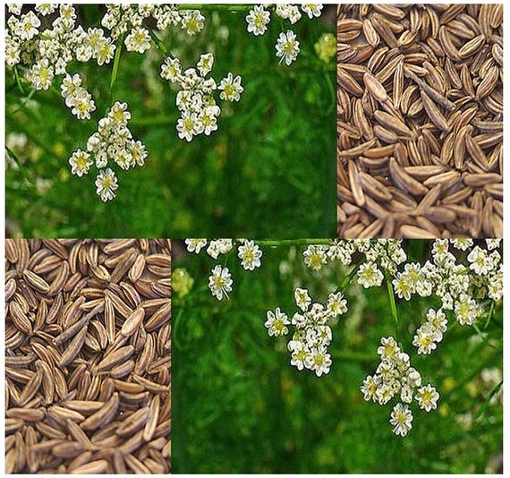 CARAWAY HERB Seed aka PERSIAN Cumin Carum carvi Meridian