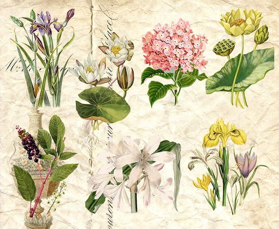 Digital Collage Sheet - Vintage Color Botanical Prints Flower and Plants Botanical Illustration Botany Individual PNG & JPG INSTANT Download