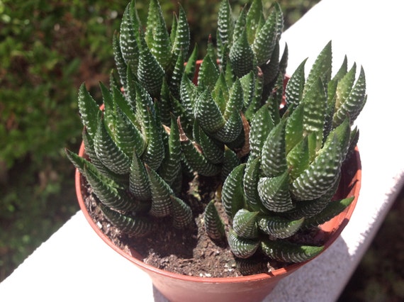 succulent plant haworthia reinwardtii by supersucculentshop succulent plant haworthia reinwardtii by supersucculentshop