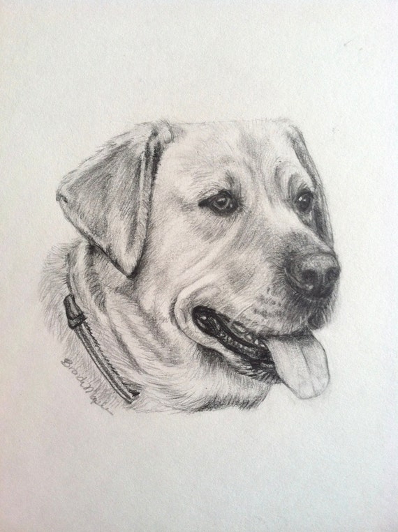 Items similar to Custom Dog Portrait--Labrador Retriever drawing- Pet ...