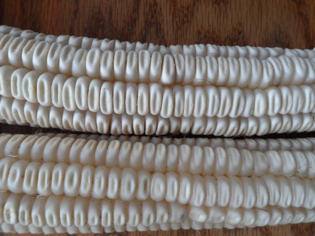 50 Seeds Hard To Find Heirloom Hickory Cane CornOP. Non GMO