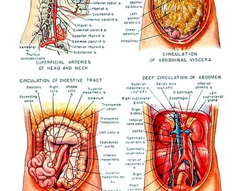 Human Arteries - Human Anatomy Chart - 1949 Vintage Book Page