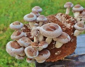 Organic Shiitake Mushroom Kit - CascadiaMushrooms