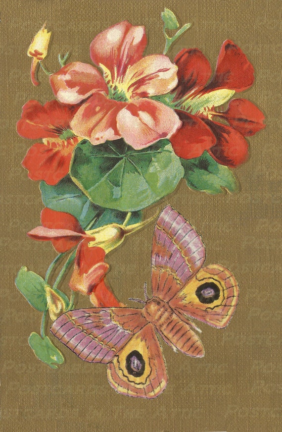 Beautiful Vintage Nasturtium Flower and Butterfly 600 DPI Digital Hand Designed Art Scrapbooking, Card Making + Craft PRINTABLE DOWNLOAD