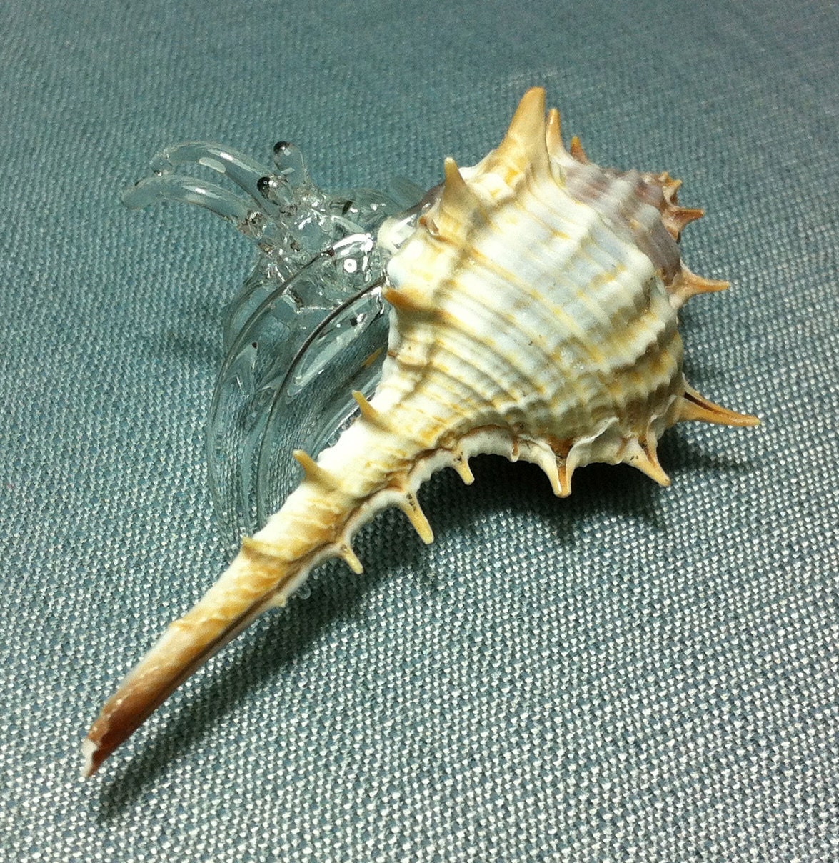 blown glass hermit crab shell