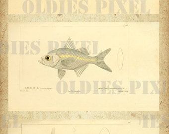 Fish Histoire naturelle des poissons Part 2 Hand Drawing Antique Book Digital Scan Instant Download JPG Illustration Art Design A008