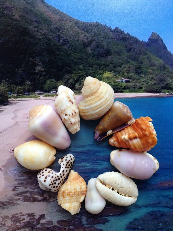 Hawaii Sea Shells Kauai Beach Baubles for Jewelry Crafting