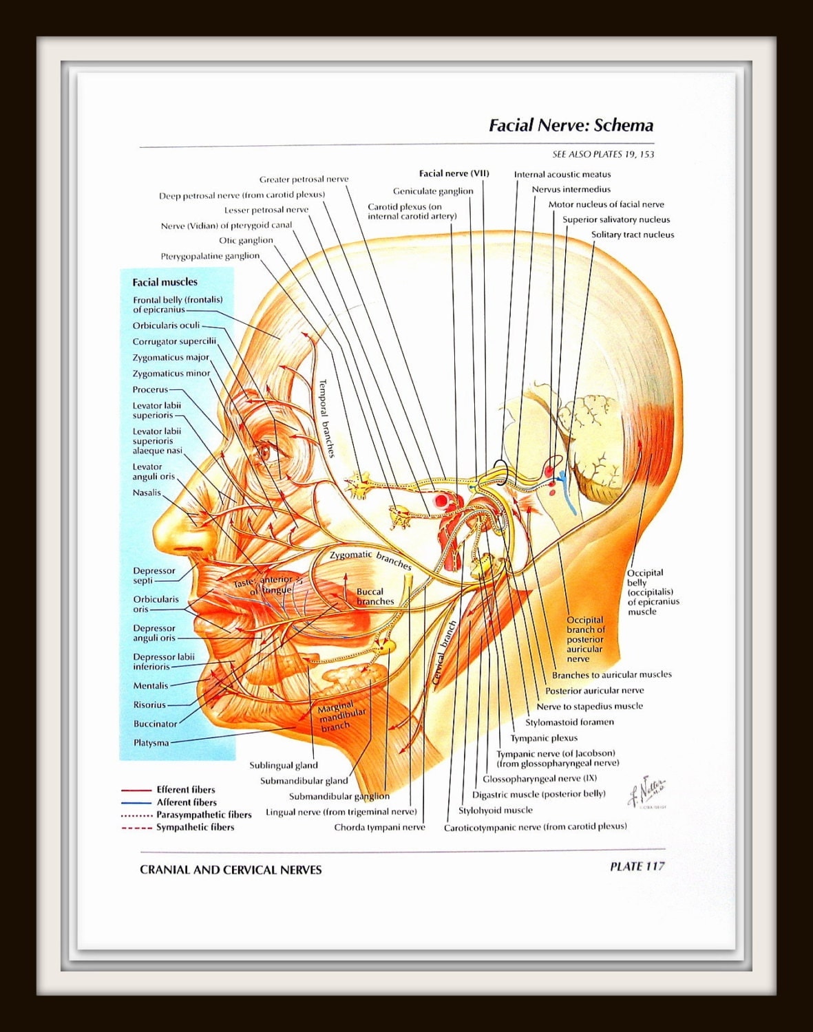 Facial Nerve Nerve Anatomy - vrogue.co