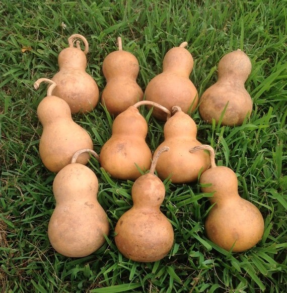Gourds 10 dried cleaned and Craft ready by PersonalizedRidgetop