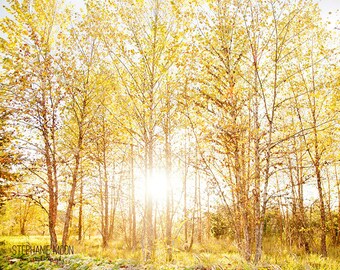 Nature Photography, Forrest Print, Autumn Trees Print,