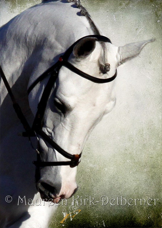 Horse photography art equine fine art photography 3 photos