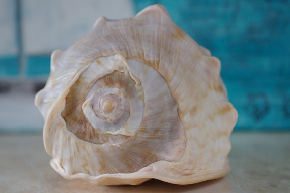 Big King Helmet Conch Beach Decor Seashell Collection