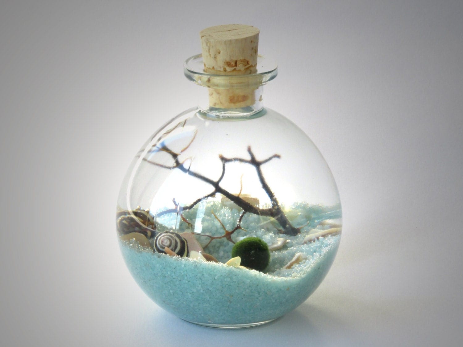 marimo bottle garden terrarium kit by midnight blossom marimo bottle garden terrarium kit by midnight blossom