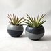 Inverse Air Plant Pod Set // Gray Ombre (with Air Plants)