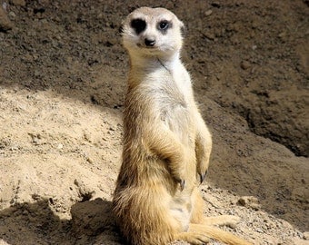Printable Meerkat Pictures Related Keywords & Suggestions ...
Meerkat
