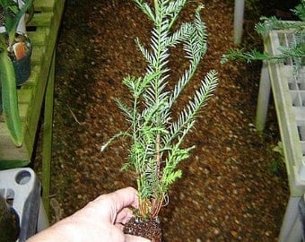 Nicely started California redwood tree - about 18 inches high