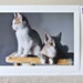 Sale Card Kitty Card & Postage Stamp Calico Kittens Cat Lover Animal Photography