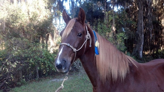 Teal Felted Wool Equine Mane Dangler  Mane by MyBuddyBling on Etsy