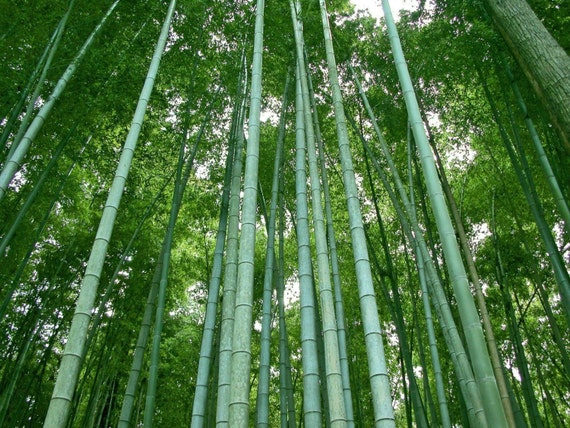 Phyllostachys nigra 'Henon' Live bamboo plant.