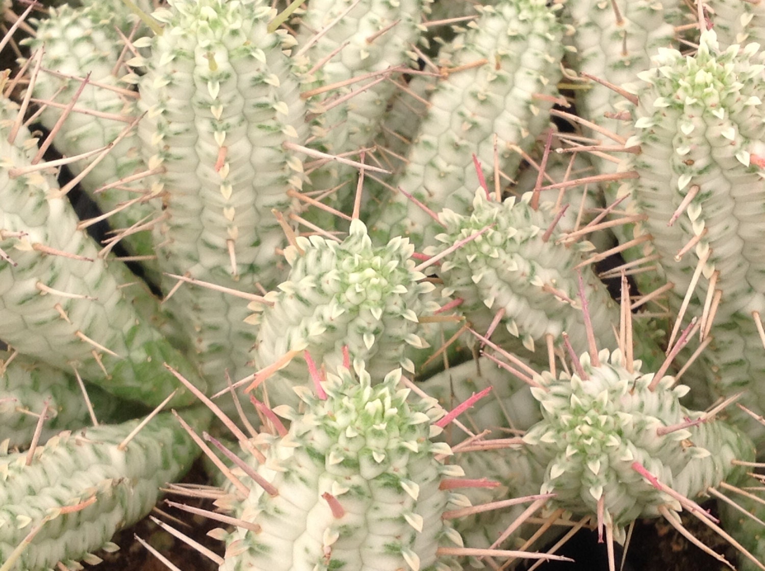 Succulent plant Indian Corn Cob forms rows of stems that