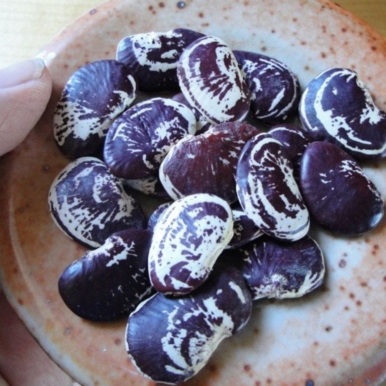 BIG SALE Christmas Lima beans pole Giant Speckled Christmas