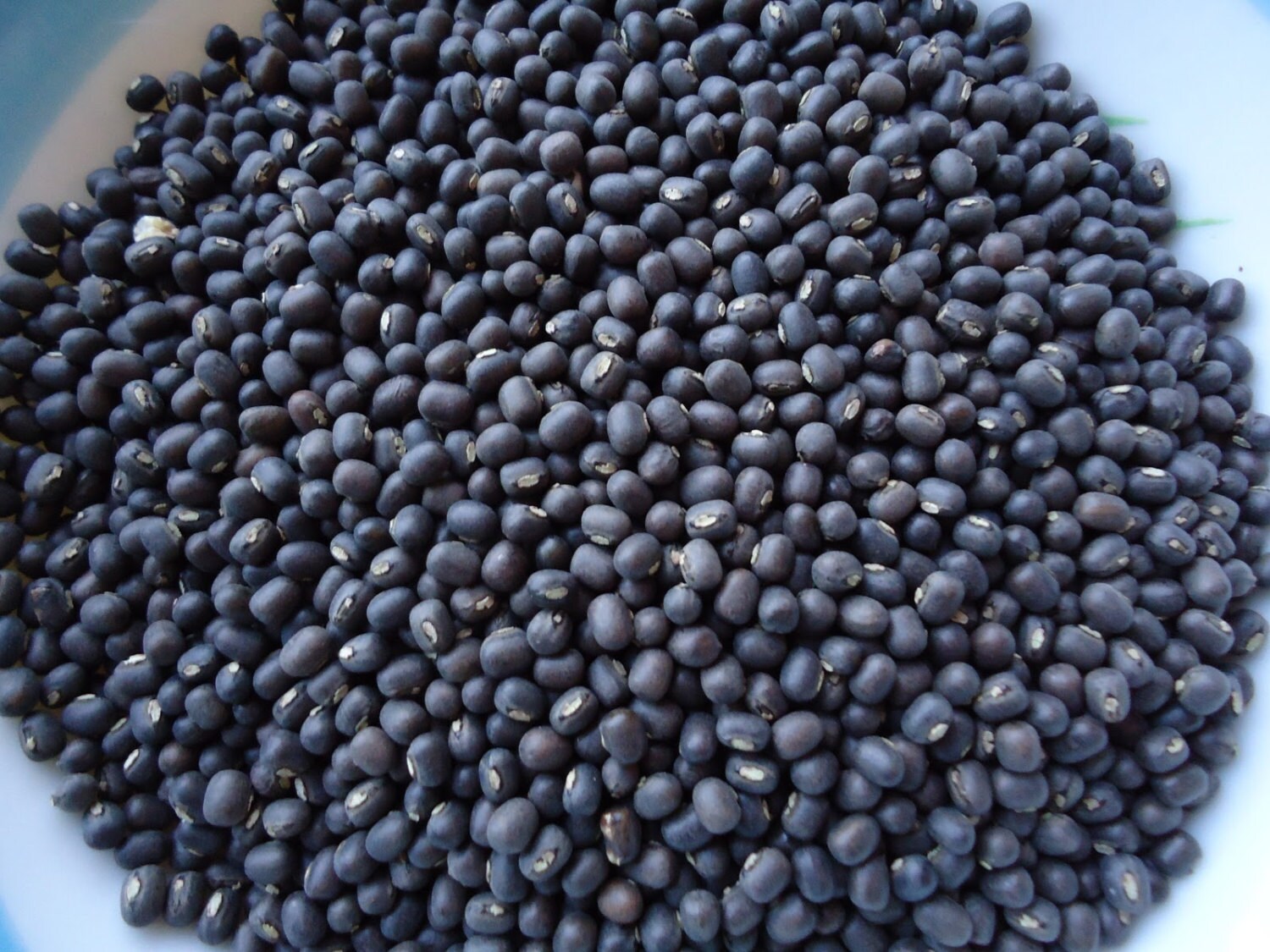 Black Mung BeanBlack GramVigna mungo known asUrad Dal