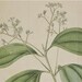 Large 19 C. Antique 1818 Botanical Print H/C Copperplate Curtis Cinnamon Tree