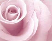 Shabby Chic Rose Art Print in Pale Pink - Large Wall Art in Sizes up to 20x30 - Fine Art Photography Print Also Available on Canvas