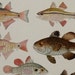 Vintage Print,Fishes illustration.Not a Copy.(1949).Bony Fishes. 64 years old print.10.5x 8,6 inches.Vintage fishes poster.Antique print.
