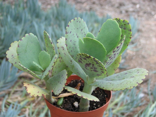 kalanchoe marmota succulent plant kalanchoe marmota succulent plant