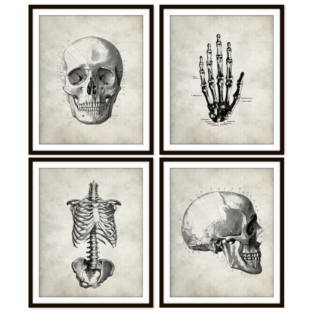 Vintage Anatomy Art Print Skull Rib Cage Hand Skeletal