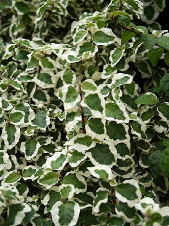 Variegated Green & White Creeping Fig Starter Plant