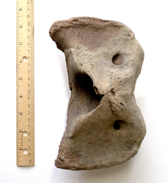 FOSSIL BISON BONE Huge Vertebra Atlas Buffalo by TheCoyoteWoman