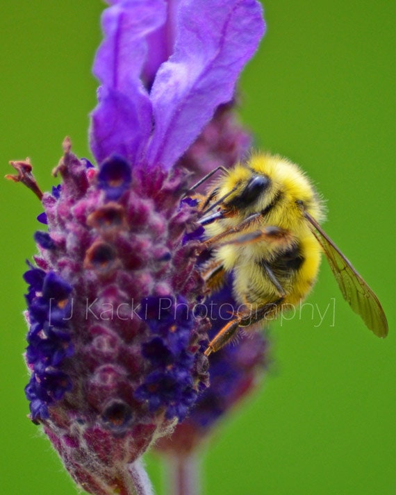 lavender bee vancouver island black and yellow bee on lavender bee vancouver island black and yellow bee on