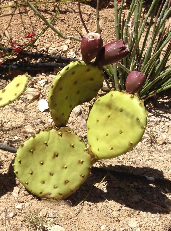 Artificial 3 Padded Prickly Pear Cacti with by PricklyPearCacti