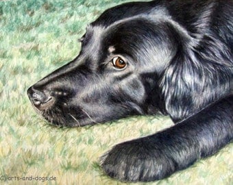 Flat Coated Retriever - Fine Art Print