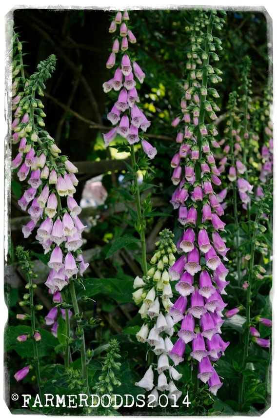 Digitalis purpurea ssp. heywoodii Iberian Foxglove 500