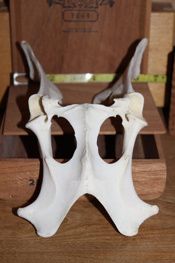 Pelvic Bone Deer Anatomy