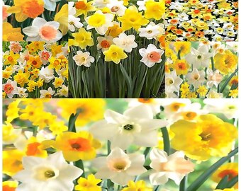 large cupped narcissus mix 20 items similar to large cupped narcissus mix 20 bulbs deer resistant 14 16 cm bulbs on etsy large cupped narcissus mix 20 items similar to large cupped narcissus mix 20 bulbs deer resistant 14 16 cm bulbs on etsy