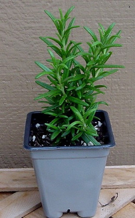 Spice Island Rosemary Plant Outstanding for Culinary