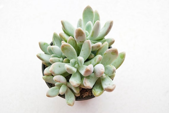 Succulent Plant Still Life Modern Nature Photography Home Decor Fine Art Photography
