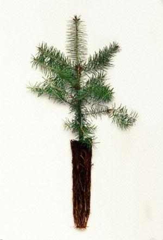 Douglas Fir Seedlings 10 pack