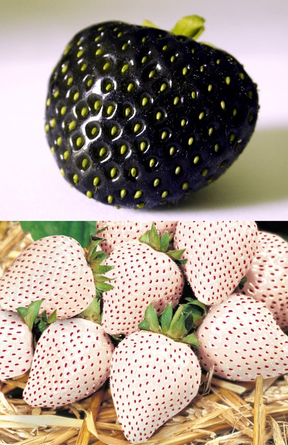 20 Seeds Rare Black Strawberry 20 White Snow by