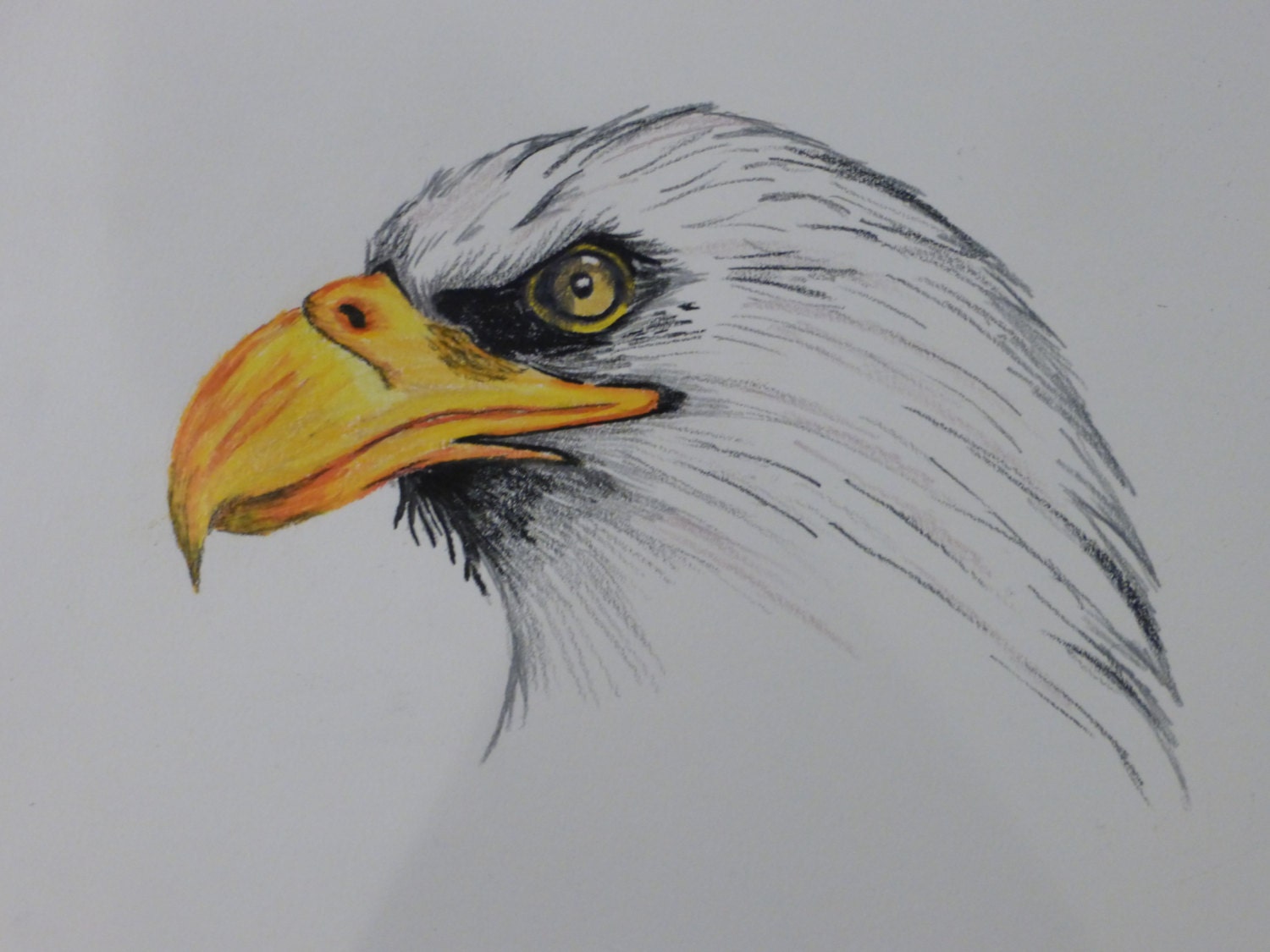 Bald Eagle Colored Pencil Drawing Print