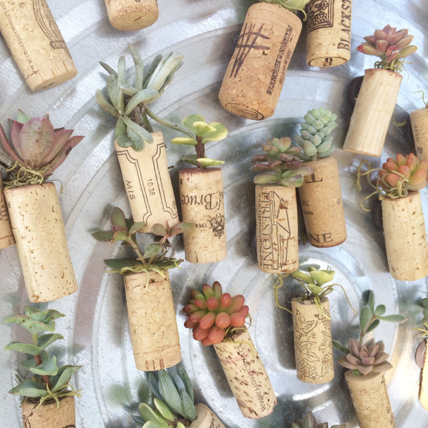 Set of 3 Wine Cork Succulents